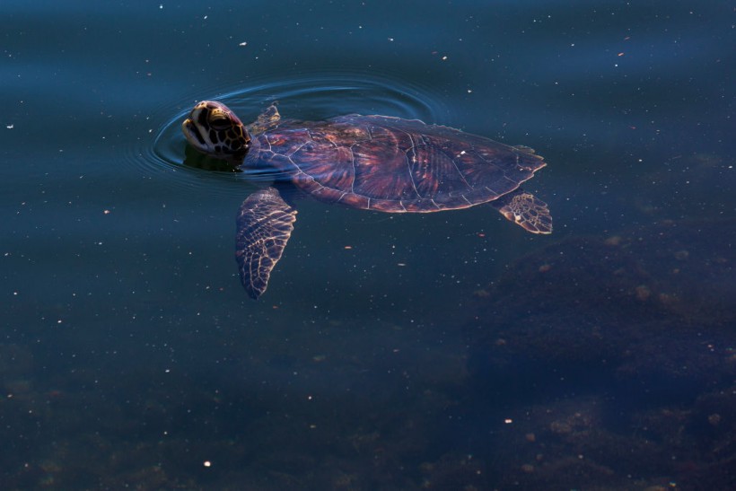 Science Times - Here’s How Sea Turtles Remember Their Natal Beach
