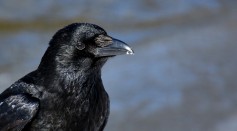 Four-Month-Old Ravens Rival Great Apes in Numerical Skills and Other Tasks