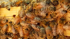 Poop Power? Honeybees Found A New Way to Defend Themselves Against Murder Hornets