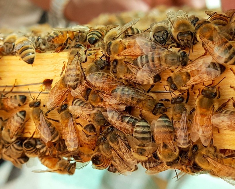 Poop Power? Honeybees Found A New Way to Defend Themselves Against Murder Hornets