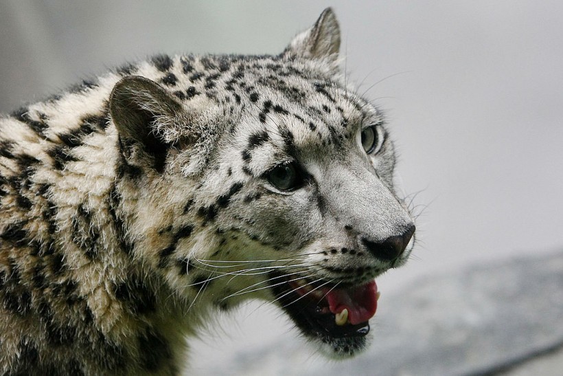 Science Times - New York City's Central Park Zoo Opens New Snow Leopard Exhibit