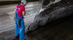 Fishermen Process Baird's Beaked Whale Caught In Approved Coastal Whaling
