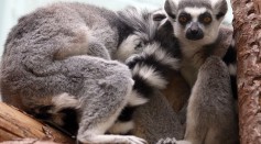 Science Times - Bristol Zoo Welcomes Their New Baby Ring-Tailed Lemur