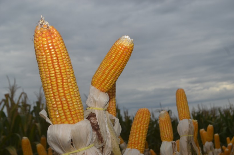Science Times - 9,000-Year History of Corn Unveiled