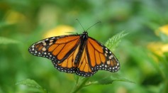 US Government Set to Release Decision on Endangered Specie Classification for Monarch Butterfly This Week