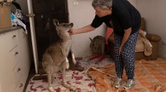 Science Times - Kangaroos Use a Unique Gaze to ‘Talk’ to Humans, Experts Say
