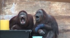 Orangutans Also Display Contagious Yawning Not Just Humans