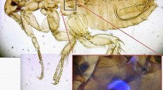 Scientists Replicate Elastic Protein Found In Fleas