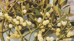 Science Times - Mystery Behind Missing Genes of the Mistletoe Revealed