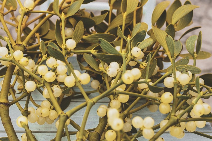 Science Times - Mystery Behind Missing Genes of the Mistletoe Revealed