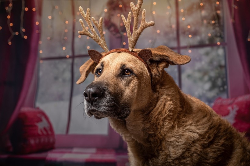 Science Times - Does Your Dog How Each Time You Sing a Christmas Carol? Experts Explain the Instinctive Reason for It