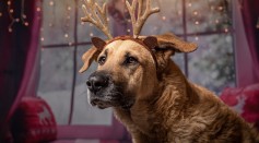 Science Times - Does Your Dog Howl Each Time You Sing a Christmas Carol? Experts Explain the Instinctive Reason for It