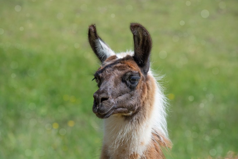 Science Times - Neuroscientists Isolate Promising Tiny Antibodies Produced by a Llama in Fight Against COVID-19
