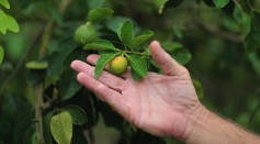 Citrus Greening Diseases Threatens Florida's Orange Industry