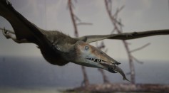 Study Reveals the Answer to the Humble Beginnings of Pterosaurs