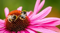 Science Times - New Study Reveals Large Bumblebees Learn the Best Flowers’ Spots