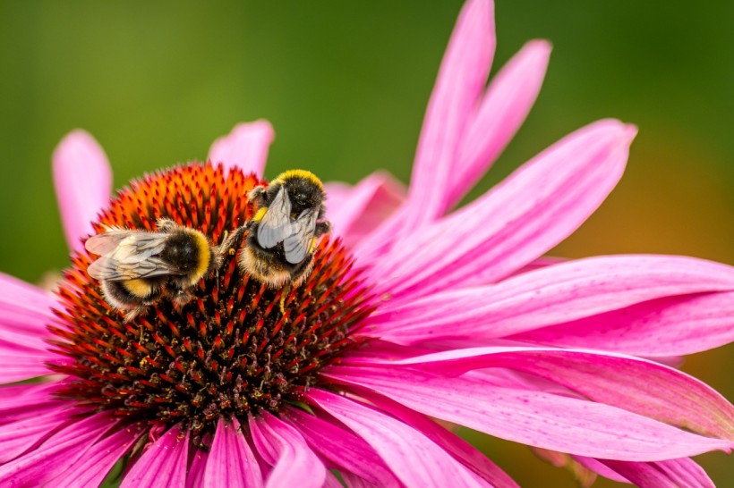 Science Times - New Study Reveals Large Bumblebees Learn the Best Flowers’ Spots