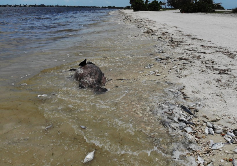 Science Times - Toxic Red Tide On Florida's Southwest Coast Killing Hundreds Of Turtles And Fish