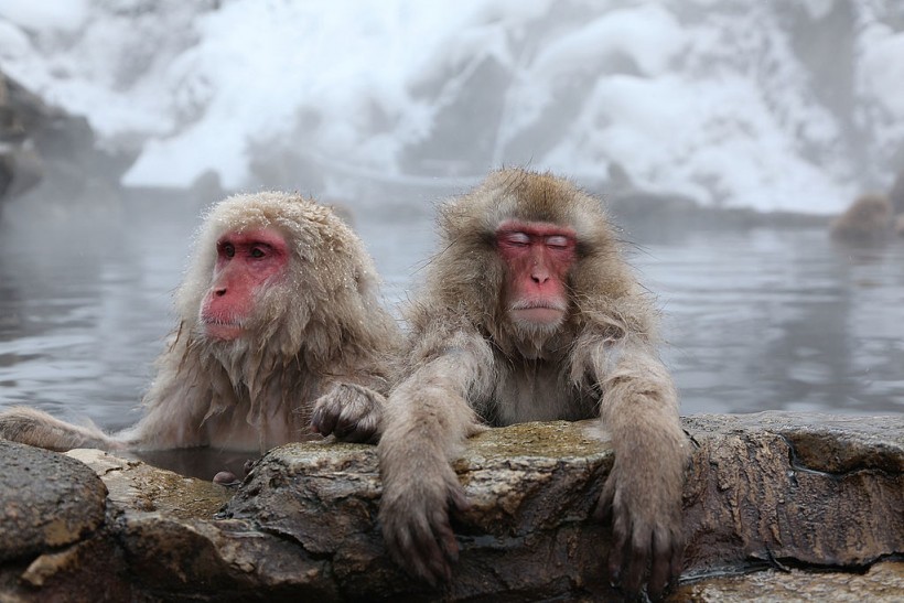 Science Times - Japan’s Snow Monkeys’ ‘Onsen’ Practice Reduces Stress