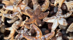 Thousands Of Starfish Wash Up On Devon Beach