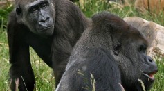 New Female Gorilla Causes A Stir at London Zoo