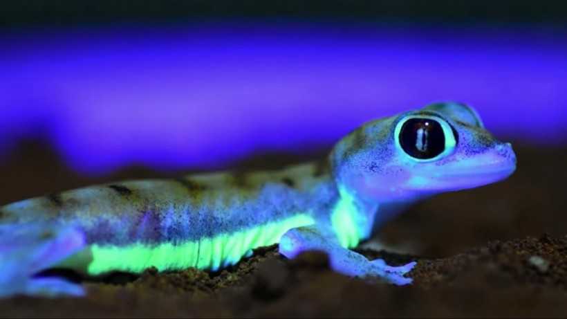 LOOK: These Desert Geckos Glow Neon Green Under the Moonlight