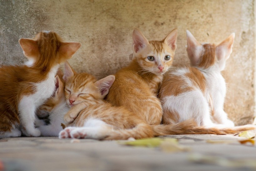 Science Times - Researchers Discover Parasite in Cat Poop, Linking Their Finding to Higher Risk of Brain Cancer in Humans