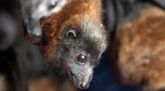 Science Times - COVID-19 May Have Come from Bats, WHO Now Investigates How It’s Transferred to People