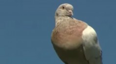 Joe the Racing Pigeon's Leg Tag Is Fake Suggesting That He Might Be Spared From Death
