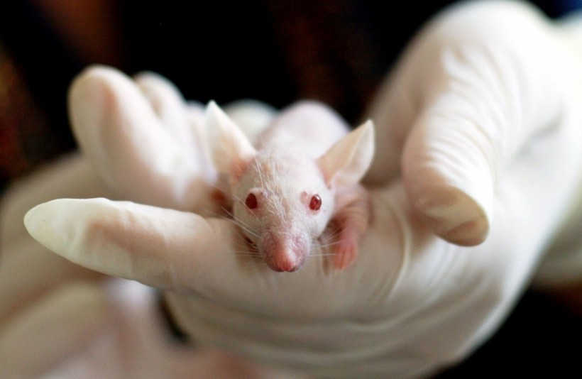 Science Times - German Scientists Develop a Designer Protein that Enables Paralyzed Mice Walk Again