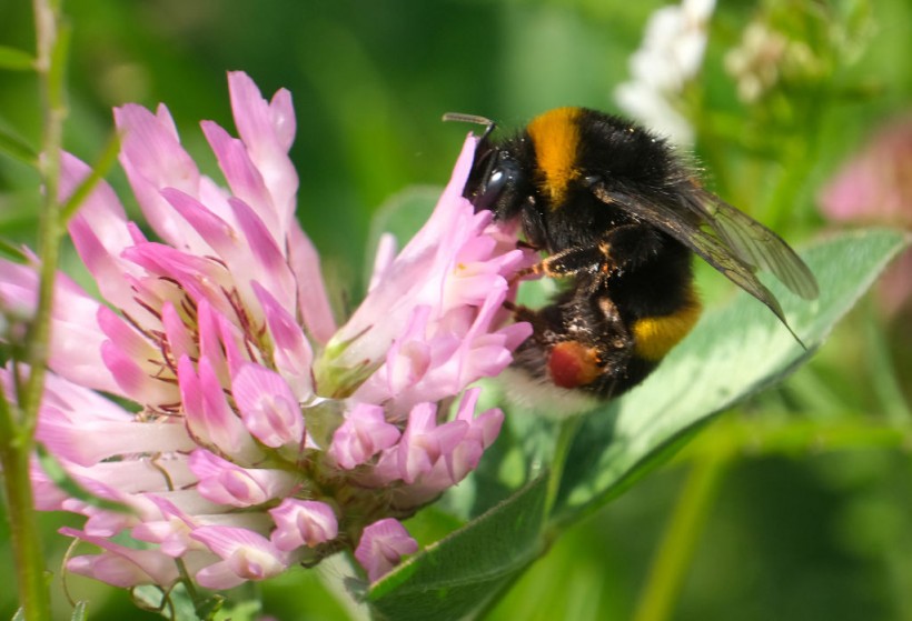 Science Times - Scientists Reveal Pesticide Is the Reason Bees Are Not Getting Adequate Sleep