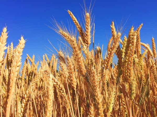 Las plantas fúngicas únicas ayudan a combatir los pulgones con una fuerte inmunidad