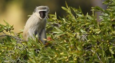 Science Times - Primates Could Probably Talk If They Exerted Any Effort—Biologists