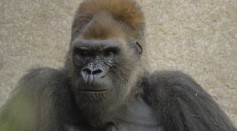 San Diego Zoo Gorilla Gets COVID-19 Monoclonal Antibody Therapy