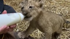  Meet Simba: Singapore's First Artificially Conceived Lion Cub