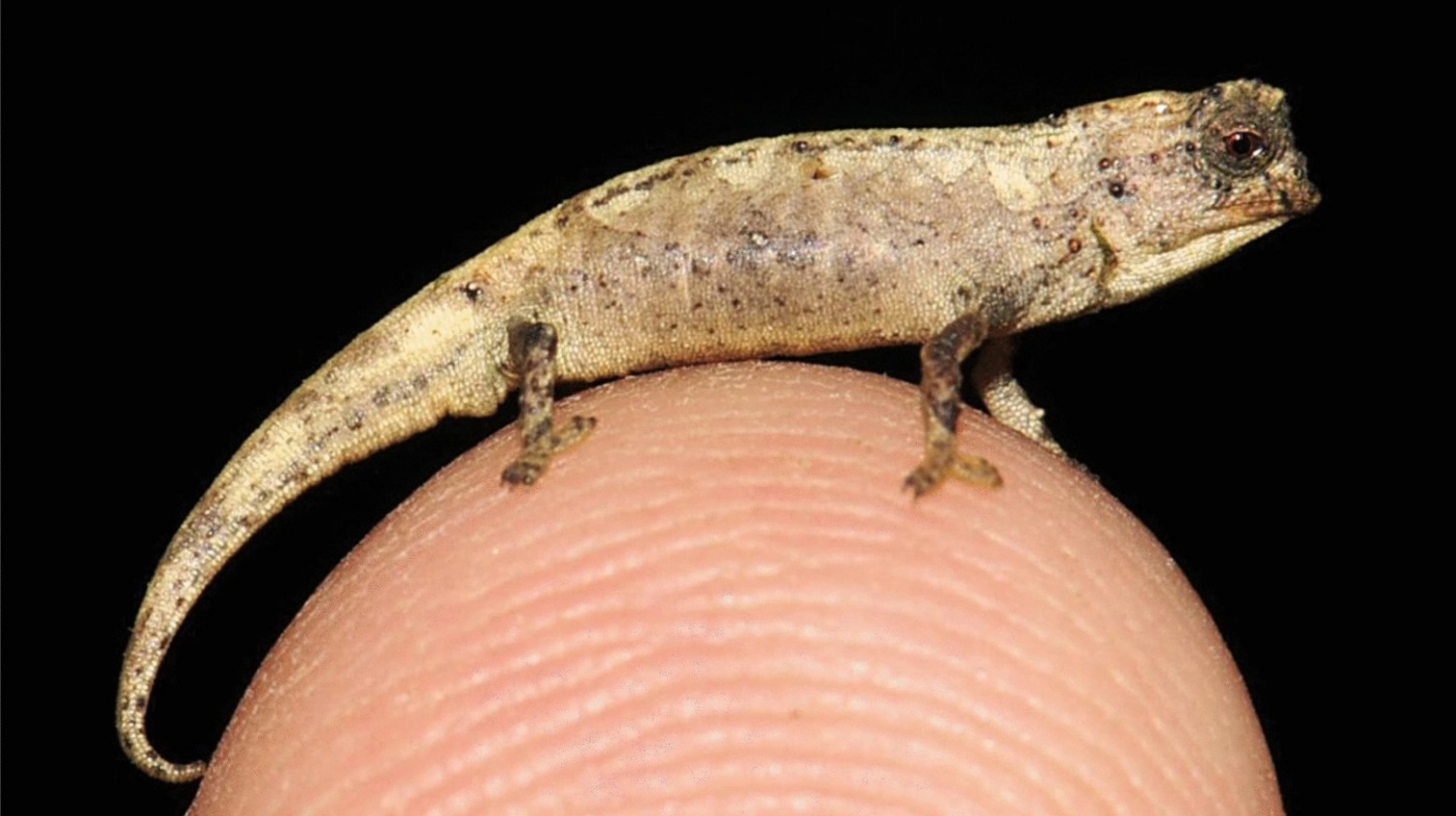 World's Smallest Reptile Discoverd in Madagascar Science Times