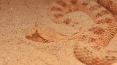 Physics Sidewinder Snakes' Skin Explain How They Navigate Sandy Surfaces