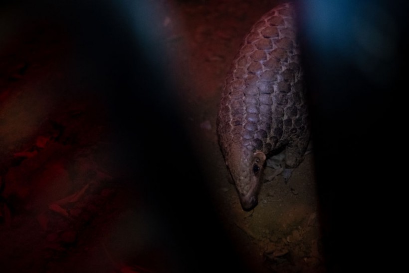 Science Times - Structural Similarities Between Pangolin Coronavirus and SARS-CoV-2 Discovered