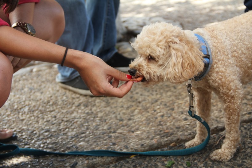 Science Times - Human Food Can Be Easier for Food to Dogs to Eat and Digest, Recent Study Shows