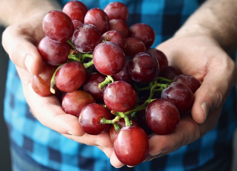 Science Times - Eating Grapes Can Make Your Skin Look 10 Years Younger, According to Study