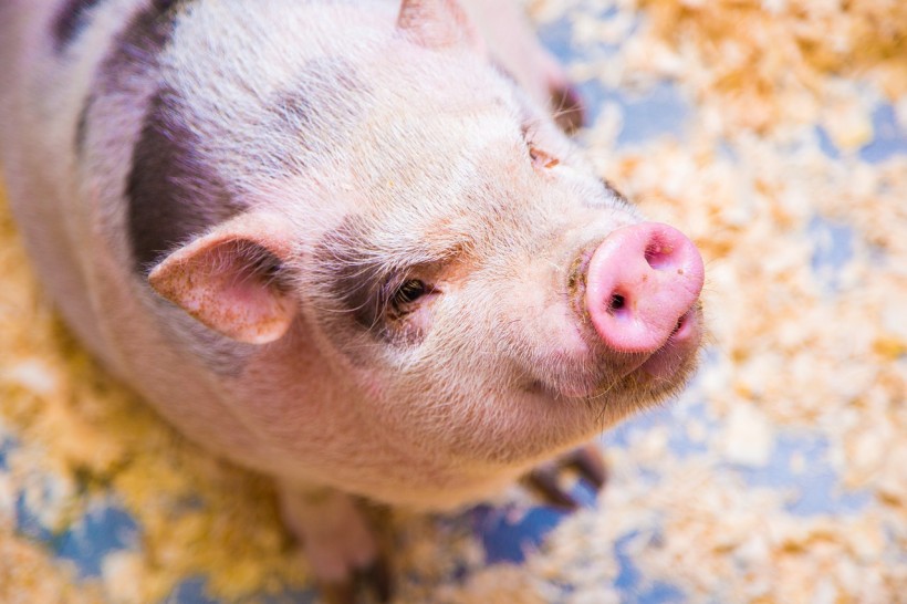 Science Times - Scientists Reveal New Discovery: Pigs Can Play Video Games Through Their Snouts
