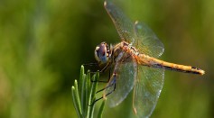  Dragonflies Perform Somersaults to Return to An Upright Stance