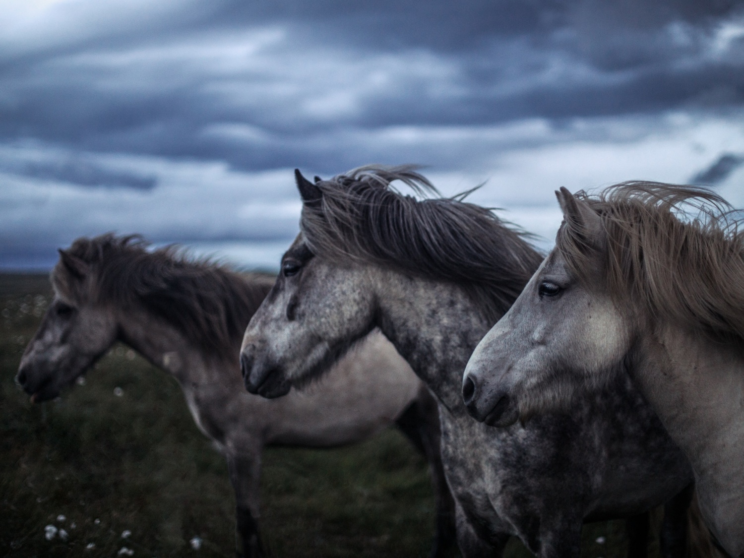 Remains of ice age-era horse unearthed in rural Mediapolis