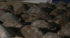  Volunteers Rescue Thousands of Stunned Sea Turtles From Texas Freeze 