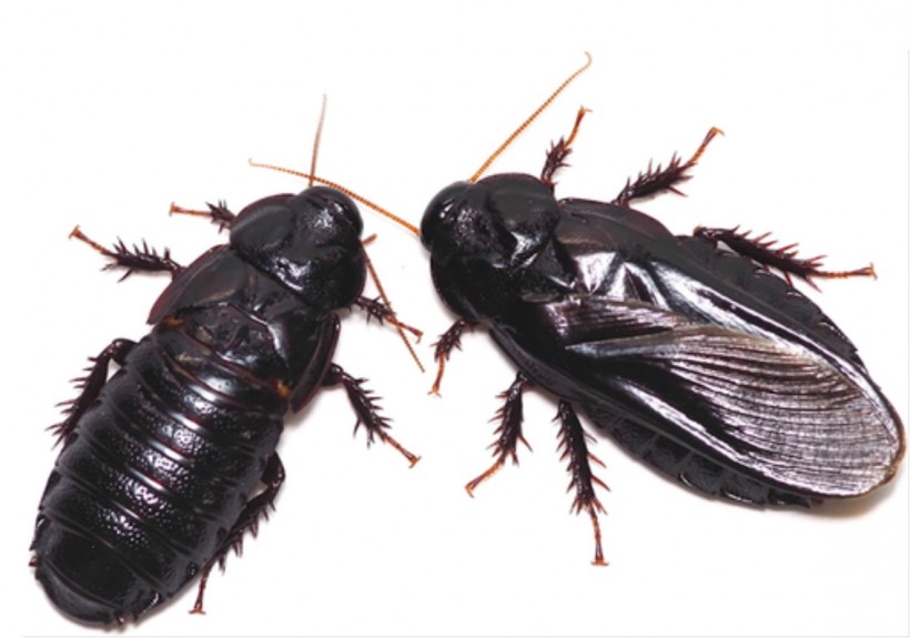 These Cockroaches Practices Mutual Cannibalism  Post-Coital Bliss