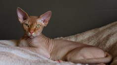 Longest Cat Lifespans and Breed Guide
