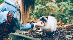 Science Times - Study Reveals Difference in Behavior of Cats and Dogs Towards Their Owners, and With Strangers Around