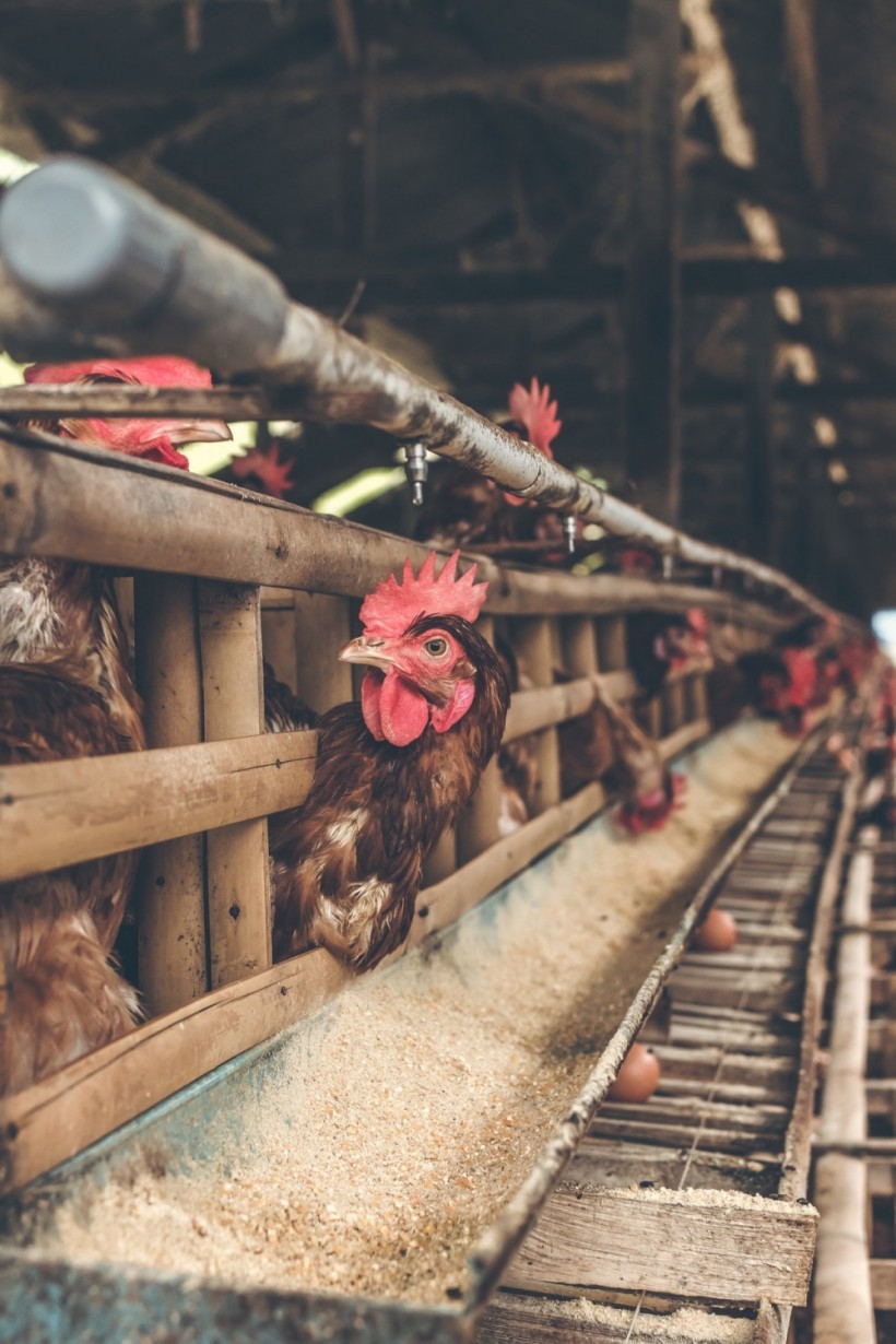 Hen inside cage poultry farm