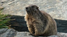 Science Times - Research Team Discovers Marmots Using Their Own Language to Communicate with Their Tribe