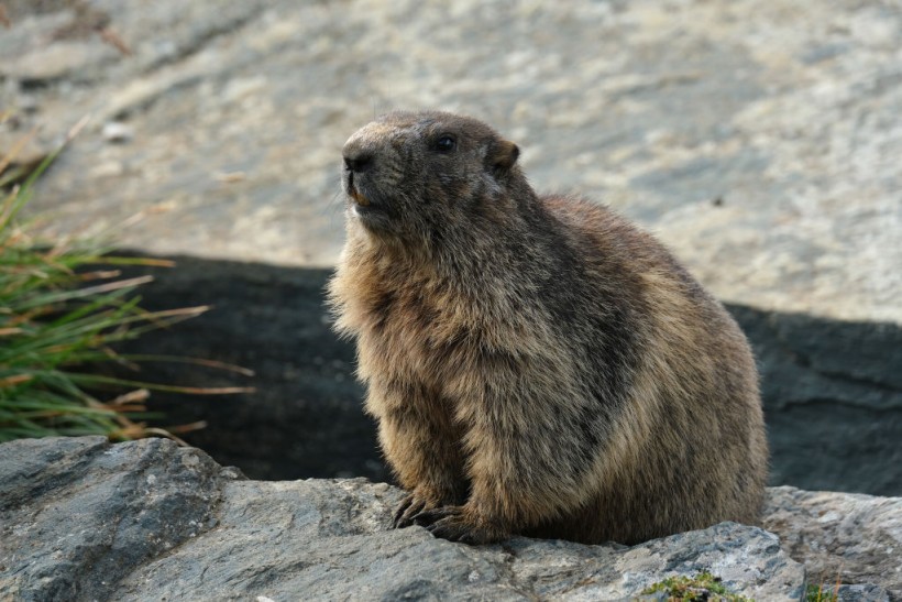 Science Times - Research Team Discovers Marmots Using Their Own Language to Communicate with Their Tribe